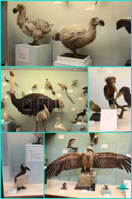 Birds gallery. A visitor’s guide to natural history museum London 2023, tips & best things to see, do at the natural history museum with kids and family.