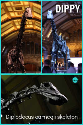 Dippy Gallery - The Natural History Museum. A visitor’s guide to natural history museum London 2023, tips & best things to see, do at the natural history museum with kids and family.