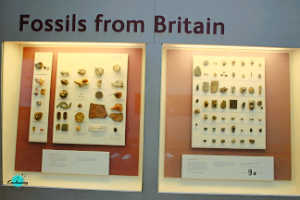 Fossils from Britain Gallery- The Natural History Museum. A visitor’s guide to natural history museum London 2023, tips & best things to see, do at the natural history museum with kids and family.
