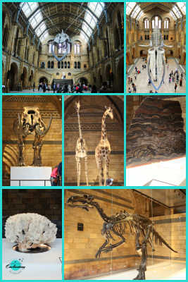 Blue whale gallery. A visitor’s guide to natural history museum London 2023, tips & best things to see, do at the natural history museum with kids and family.