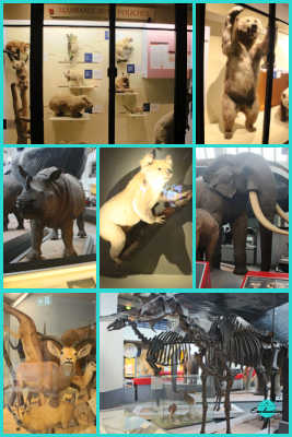 Mammal gallery. A visitor’s guide to natural history museum London 2023, tips & best things to see, do at the natural history museum with kids and family.