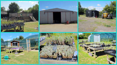 A collage of six images from Hitchin Lavender Farm, including a children's play area with potted plants in the foreground, a large barn, a farm yard with a tractor, greenhouses, and close-ups of young lavender plants on display for sale.