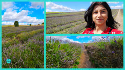 A collage of three images from Hitchin Lavender Farm. The left panel shows a wide view of a lavender field stretching towards trees under a cloudy sky. The top right panel is a portrait-oriented photo of a woman smiling in a lavender field. The bottom right panel shows a dirt path winding through rows of lavender plants.