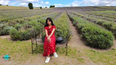A wide view of a lavender field stretching into the distance under a blue sky with white clouds, with a woman in a red dress seated on an ornate metal bench in the foreground.