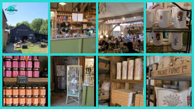 A collage of eight images showcasing the Old Barn Tearoom and shop at Hitchin Lavender Farm, including exterior views of the barn, interior shots of the cafe with diners, and various displays of products like mugs, jams, candles, and other lavender-themed gifts.