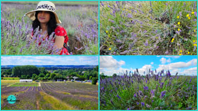 A collage of four images of lavender fields at Hitchin Lavender Farm. The top left shows a woman in a red top and hat kneeling among lavender plants. The top right shows a close-up of lavender with small yellow flowers. The bottom left is a wide view of lavender fields extending to farm buildings and distant countryside. The bottom right shows a close-up of lavender stalks under a bright blue sky.