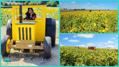 A bright yellow wooden tractor cutout stands on a dirt path in front of a vast sunflower field, with a woman seated inside the cutout looking forward.