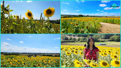 A collage of four images of sunflower fields. The top left shows two sunflowers against a blue sky. The top right shows a path through a sunflower field. The bottom left shows a wide view of a sunflower field stretching to the horizon. The bottom right shows a woman in a red patterned top standing among tall sunflowers.