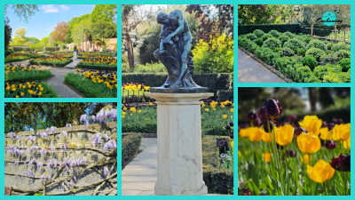 A five-panel collage capturing the Dutch Garden in Holland Park, London. The images feature a landscaped garden with vibrant yellow and dark purple tulips, a view of neatly clipped green shrubs, a central bronze statue of a figure on a stone pedestal, a close-up of purple wisteria climbing a trellis, and a detailed shot of blooming yellow and purple tulips.