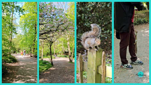 A four-panel collage capturing woodland scenes and wildlife encounters in Holland Park, London. The images depict a sunny walking path lined with trees, lush woodland foliage with blooming flowers, a squirrel perched on a wooden fence post, and a close-up of a person with a squirrel climbing on their leg.