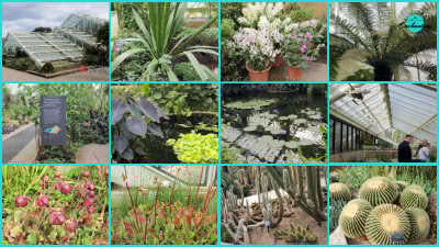 A twelve-panel photo collage showcasing the Princess of Wales Conservatory at Kew Gardens.
Top Row: The multi-peaked glass structure exterior, long pointed green leaves, colorful potted orchids in bloom, and spread cycad palm fronds.
Middle Row: An informational display board along a path, aquatic foliage around a pool, giant water lily pads floating in a indoor pond, and visitors walking beneath slanted glass conservatory roof panels.
Bottom Row: Carnivorous pitcher plants with dark reddish blooms, upright trumpet pitchers, tall slender cacti species growing in sandy soil, and round, spiky golden barrel cacti.