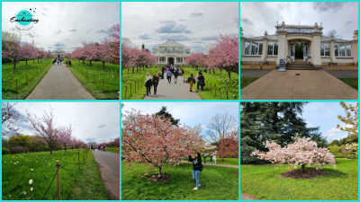 A six-panel photo collage capturing Cherry Walk and the Temperate House at Kew Gardens. The top row shows a straight walkway flanked by blooming pink cherry blossom trees leading towards the grand grand exterior of the Temperate House glasshouse, with visitors strolling along the path. The bottom row showcases close-ups of delicate pink and white cherry blossom trees on green grassy lawns, including a visitor admiring the spring blossoms up close.