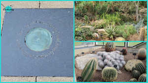 A three-panel photo collage featuring the Sir David Attenborough Time Capsule marker and surrounding plants inside the Princess of Wales Conservatory at Kew Gardens.
Left Panel: A top-down close-up of the square stone floor plaque marking the site of the David Attenborough Time Capsule, featuring engraved circular text around a central metallic disc.
Top Right Panel: Lush succulent and tropical garden beds growing along rocks inside the conservatory display.
Bottom Right Panel: An indoor desert display bed containing a variety of cacti, including round golden barrels and fluffy white-spined species growing among stones.