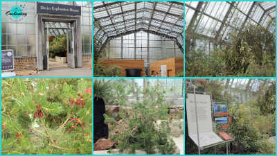 A six-panel photo collage capturing interior and entrance views of the Davies Exploration House at Kew Gardens. The top row features the glasshouse entrance doorway with a sign reading