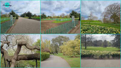 A six-panel photo collage featuring views along the Great Broad Walk at Kew Gardens. The top row showcases wide, paved promenades flanked by low green mesh fencing, double herbaceous borders, and vibrant patches of yellow daffodils under a partly cloudy sky. The bottom row highlights a close-up of gnarled, twisting tree branches, a curving paved pathway framed by lush green lawns and blooming shrubs, and a long bed of yellow daffodils bordering the walkway.