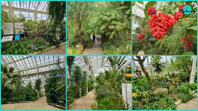 A six-panel photo collage showcasing the interior of the Temperate House glasshouse at Kew Gardens. The images feature bright, sunlit walkways beneath high glass paned roofs, dense green foliage from temperate regions around the world, vibrant red botanical berries up close, informational display boards along plant beds, and landscaped indoor garden paths surrounded by trees and shrubs.