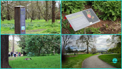 A four-panel photo collage capturing outdoors areas and informational signage at Kew Gardens.
Top Left: A tall, wooden information pillar standing along a grassy, tree-lined trail.
Top Right: A slanted botanical plaque displaying text and an illustration of a red flower next to green foliage.
Bottom Left: A Canada goose resting in a grassy lawn with visitors gathered in the shaded background near mature trees.
Bottom Right: A wide, curving paved pathway winding through manicured green lawns and large canopy trees under a cloudy sky.