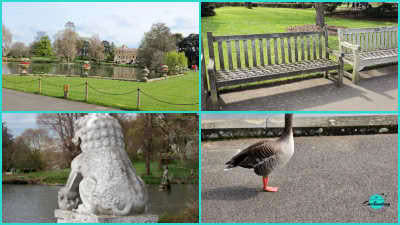 A four-panel photo collage featuring scenic views around Kew Gardens. The top-left panel shows a tranquil lake lined with green lawns and surrounding trees, with a large mansion in the distance; the top-right shows wooden park benches along a paved walkway; the bottom-left shows a close-up back view of a stone lion statue looking over the lake; and the bottom-right panel displays a brown goose standing on a paved path.