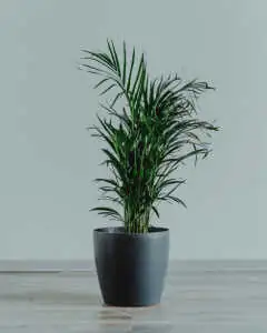 Potted Areca palm houseplant with lush green feathery fronds sitting in a dark grey pot on a wooden floor against a neutral grey wall background.