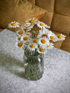 Bouquet of fresh white chamomile flowers with bright yellow centers in a clear glass jar filled with water, sitting on a pattern-covered table in front of a warm yellow sofa.