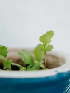 Close-up view of fresh green cilantro (coriander) seedlings sprouting out of soil inside a blue ceramic pot.