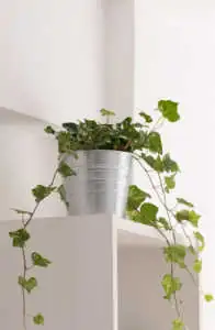 Green English ivy plant with trailing vines sitting in a silver metal bucket pot on top of a white shelf.