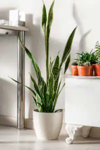Tall snake plant with variegated green and yellow upright leaves sitting in a white ceramic pot on the floor next to small potted succulents.
