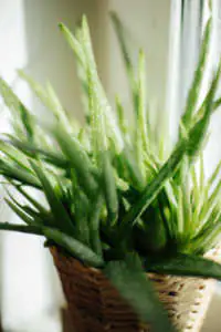 Close-up view of a vibrant green aloe vera plant growing inside a woven wicker basket container sitting near a bright window.