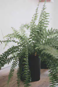 Lush green Boston fern houseplant with vibrant, delicate fronds growing out of a dark black pot on a light wooden surface.