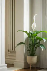 Potted peace lily plant with lush green leaves and a white spathe flower sitting in a cream pot with wooden legs inside a bright room.