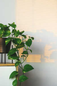 Golden pothos houseplant with heart-shaped leaves trailing from a dark pot on a stand, illuminated by warm sunlight filtering through window blinds.