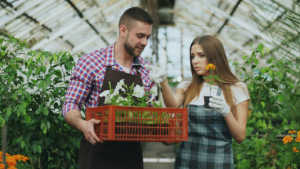 A man and a woman in gardening aprons standing inside a greenhouse filled with lush green plants. The man, dressed in a red plaid shirt, holds an orange crate filled with potted white flowers, while the woman beside him holds a single potted yellow flower and looks attentively toward him.